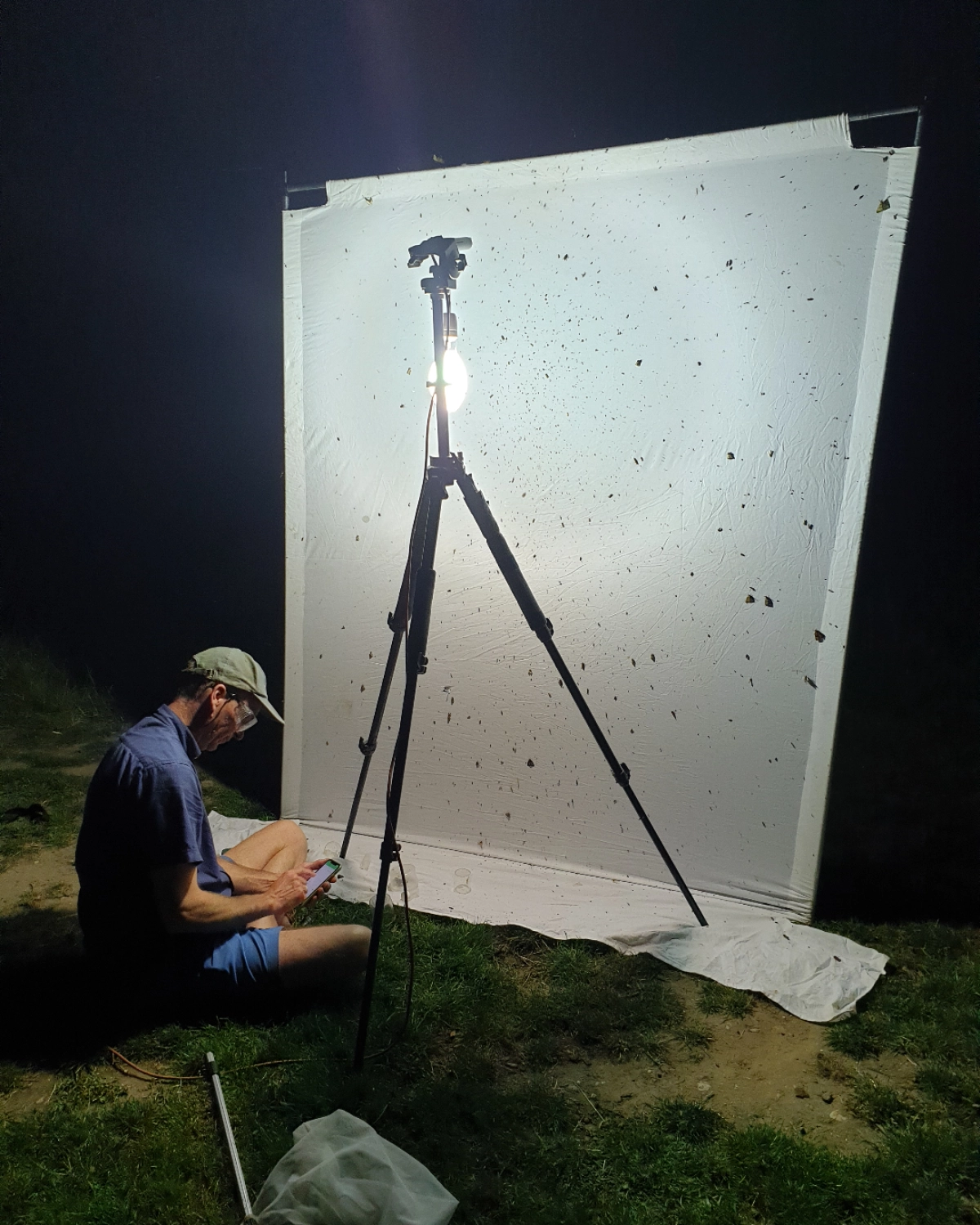 Watching moths together